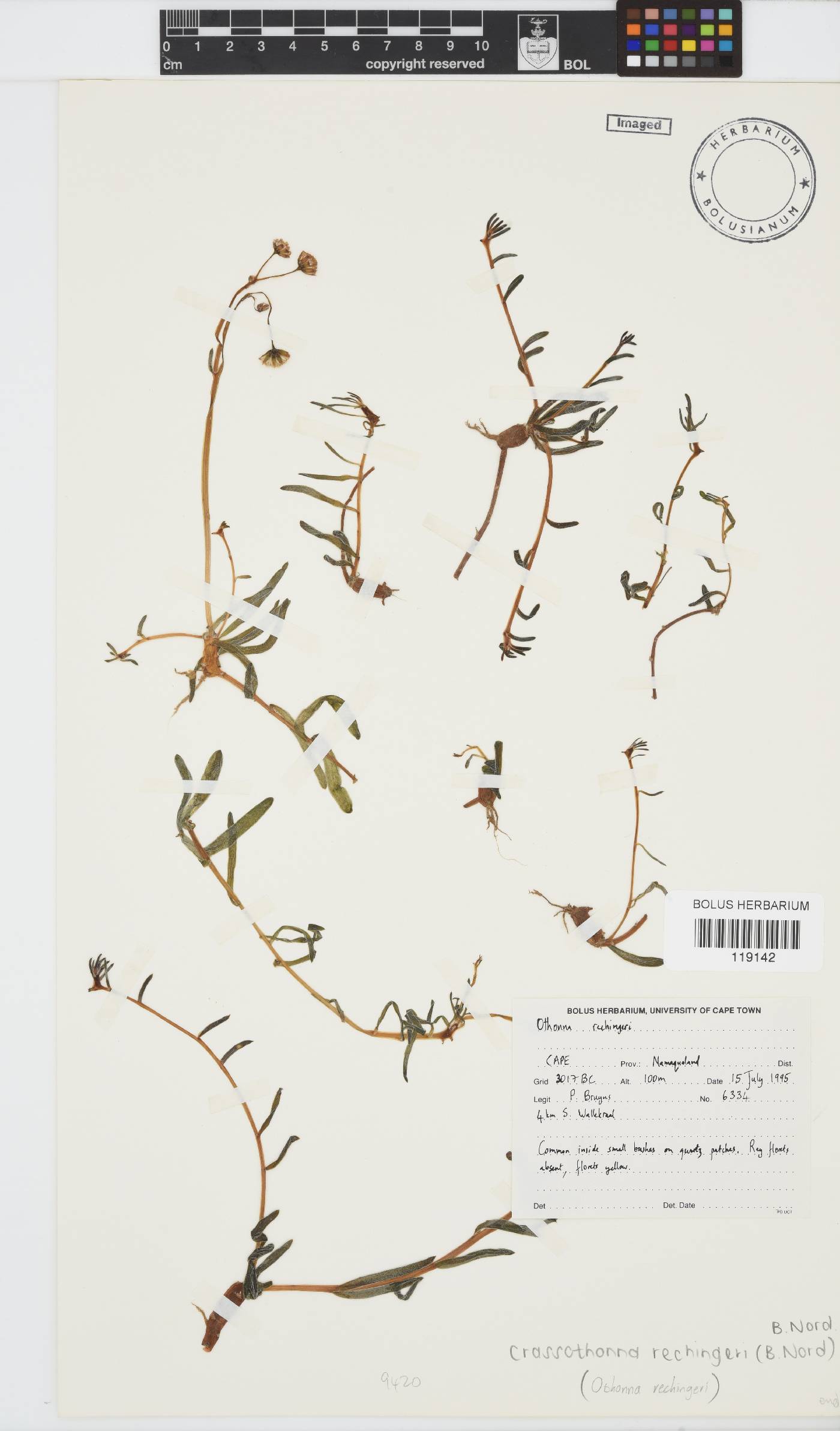 Crassothonna rechingeri image