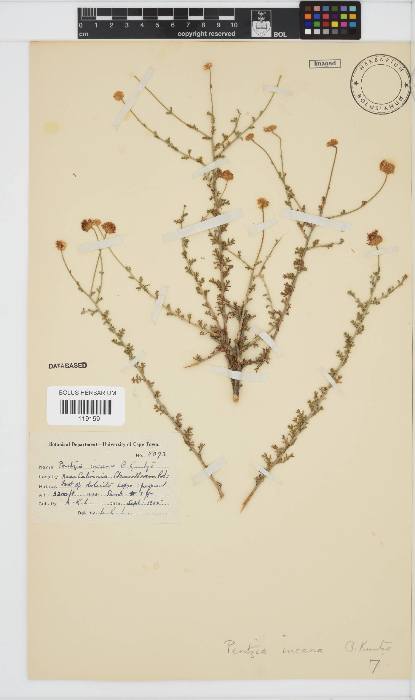 Pentzia incana image