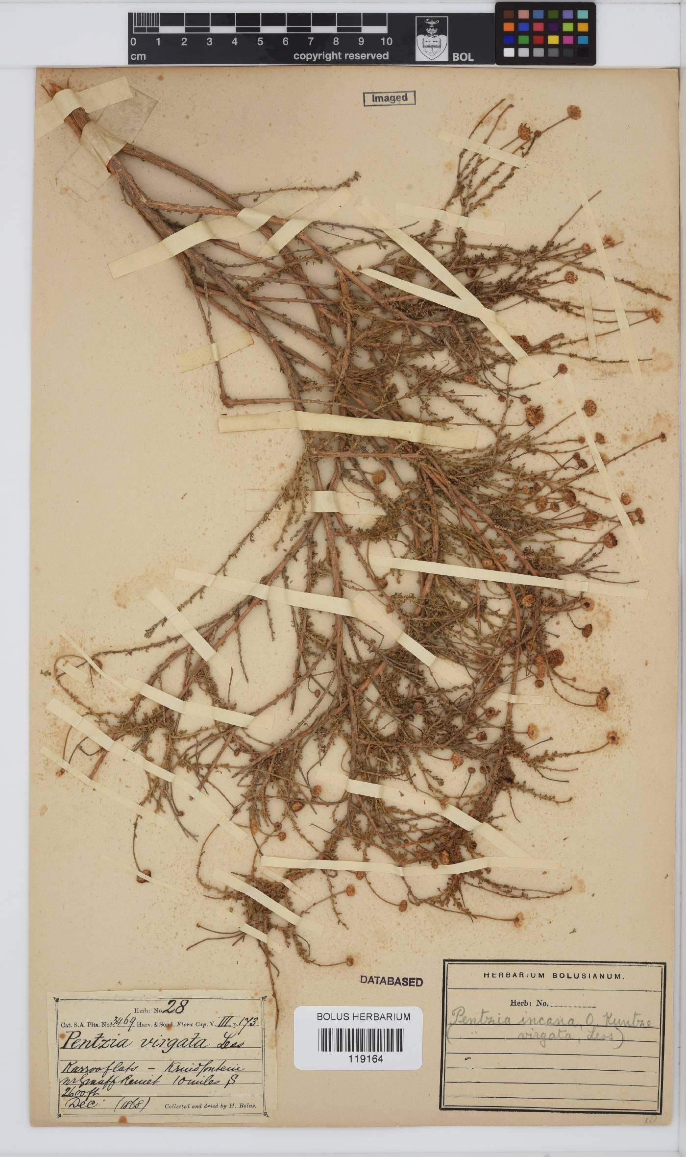 Pentzia incana image