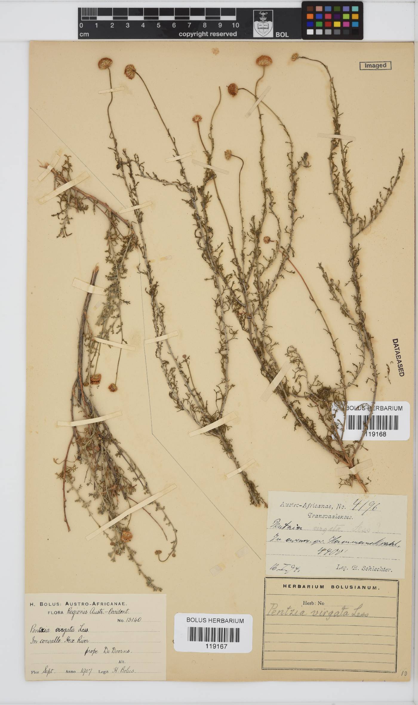 Pentzia incana image