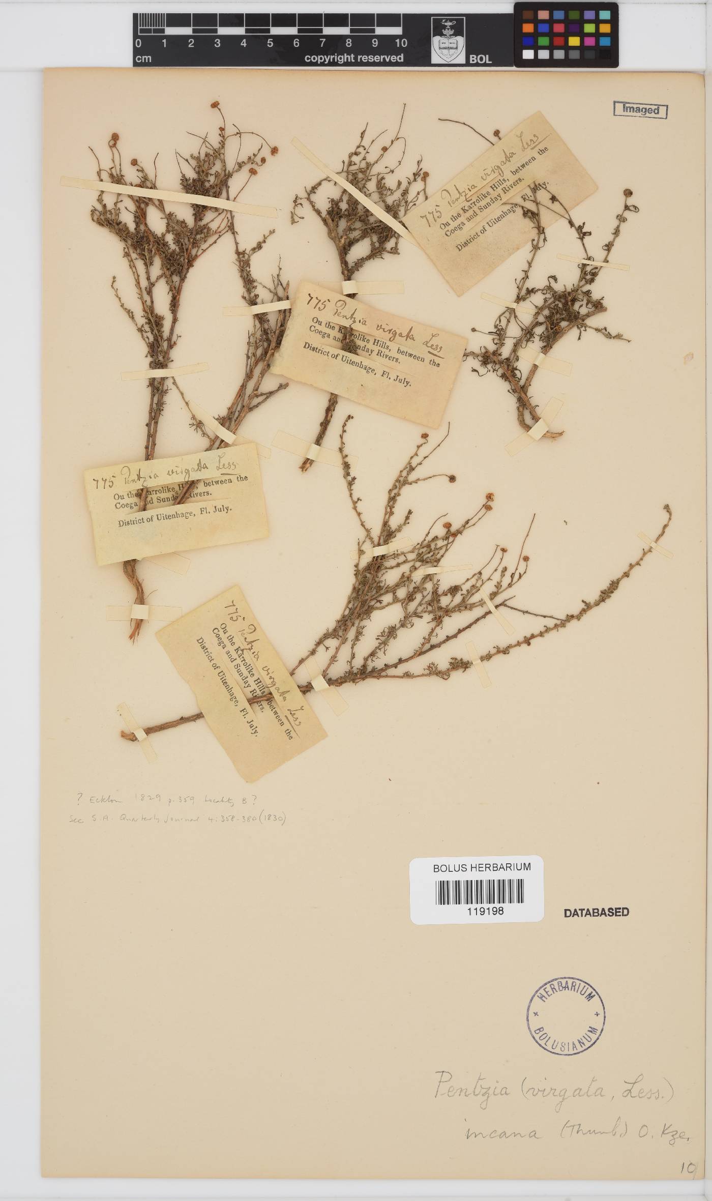 Pentzia incana image