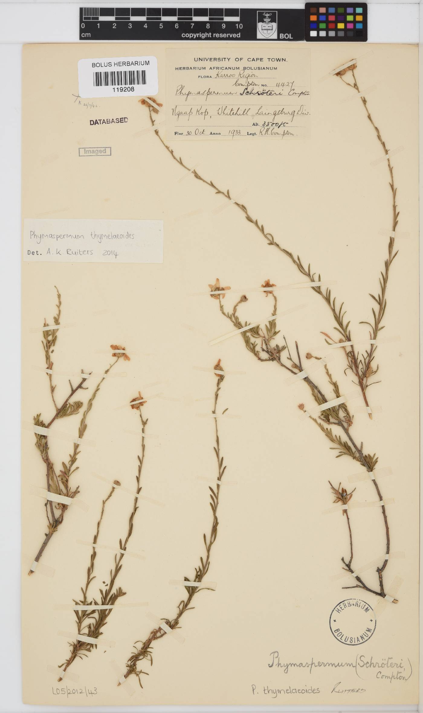 Phymaspermum thymelaeoides image