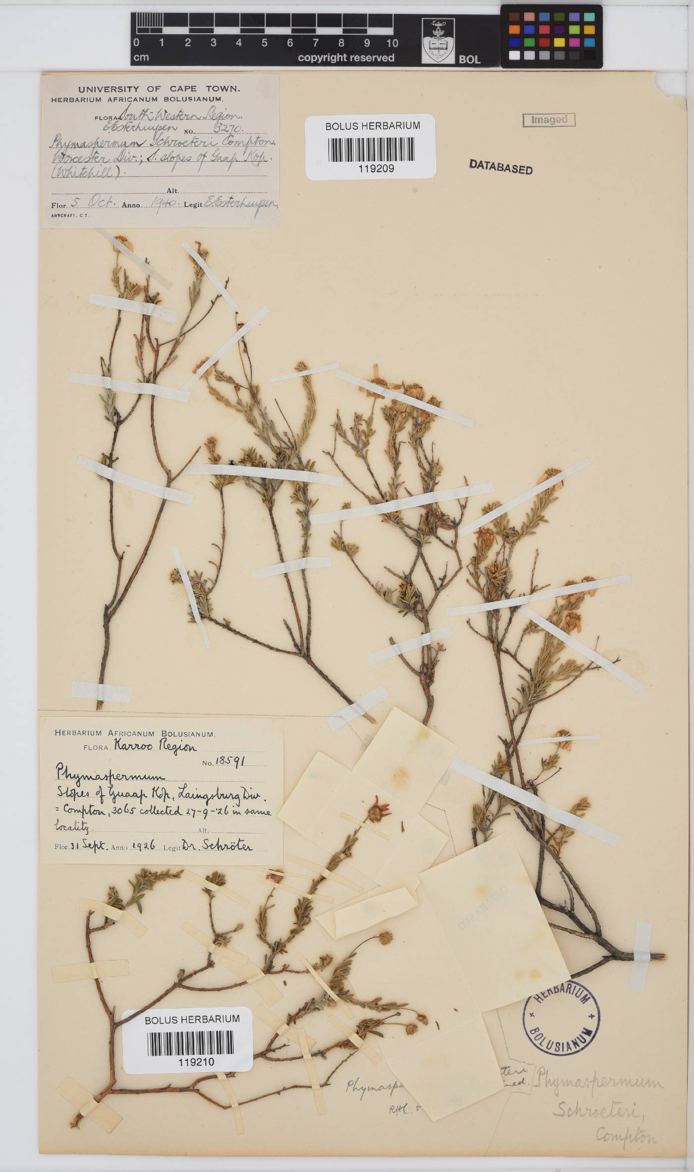 Phymaspermum image