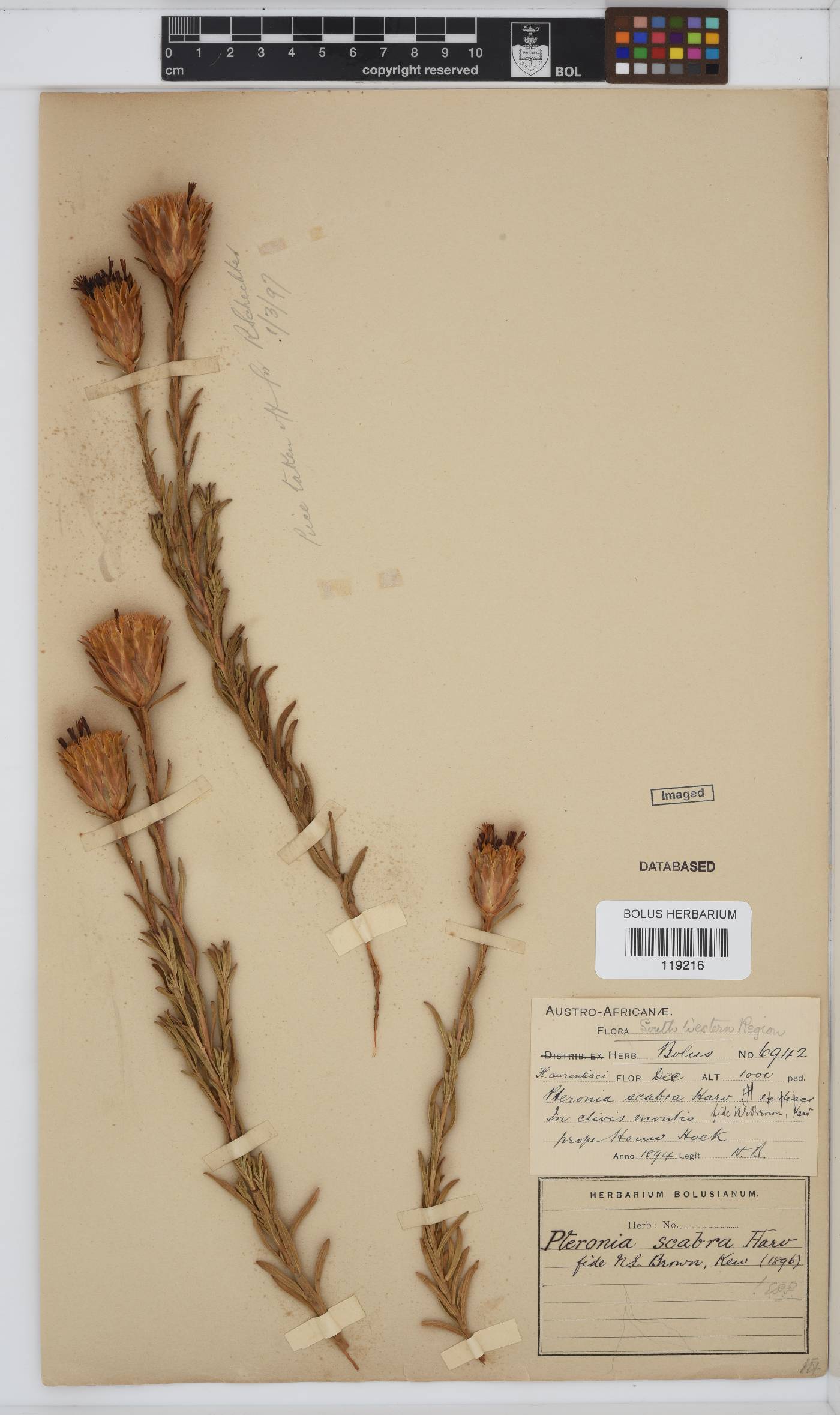 Pteronia scabra image
