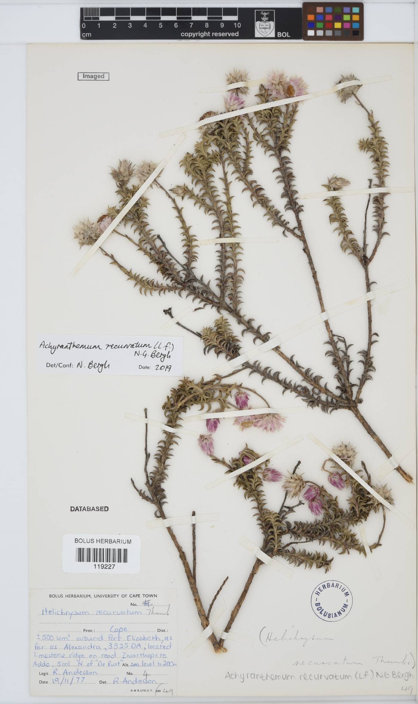 Achyranthemum recurvatum image