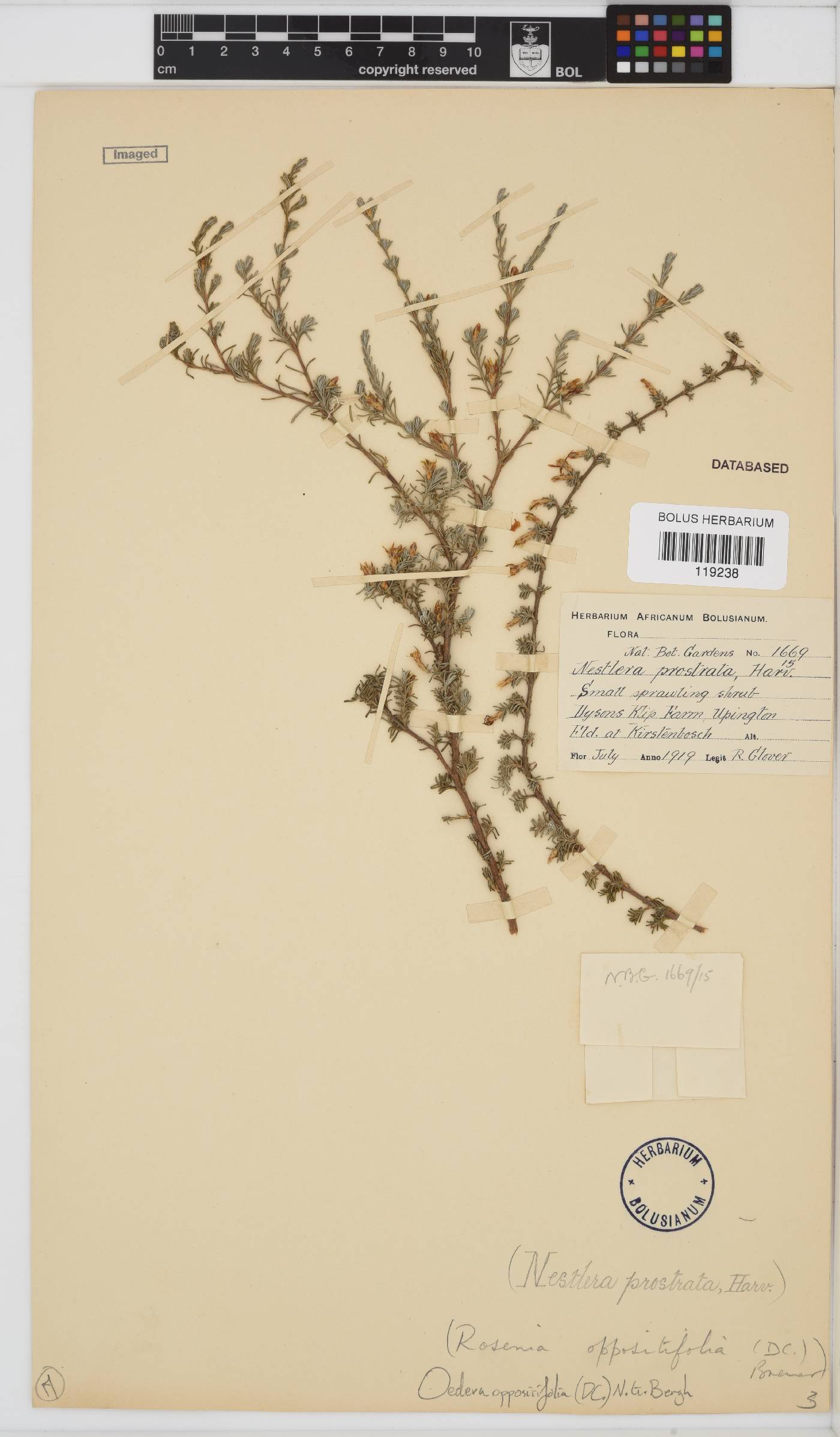 Oedera oppositifolia image