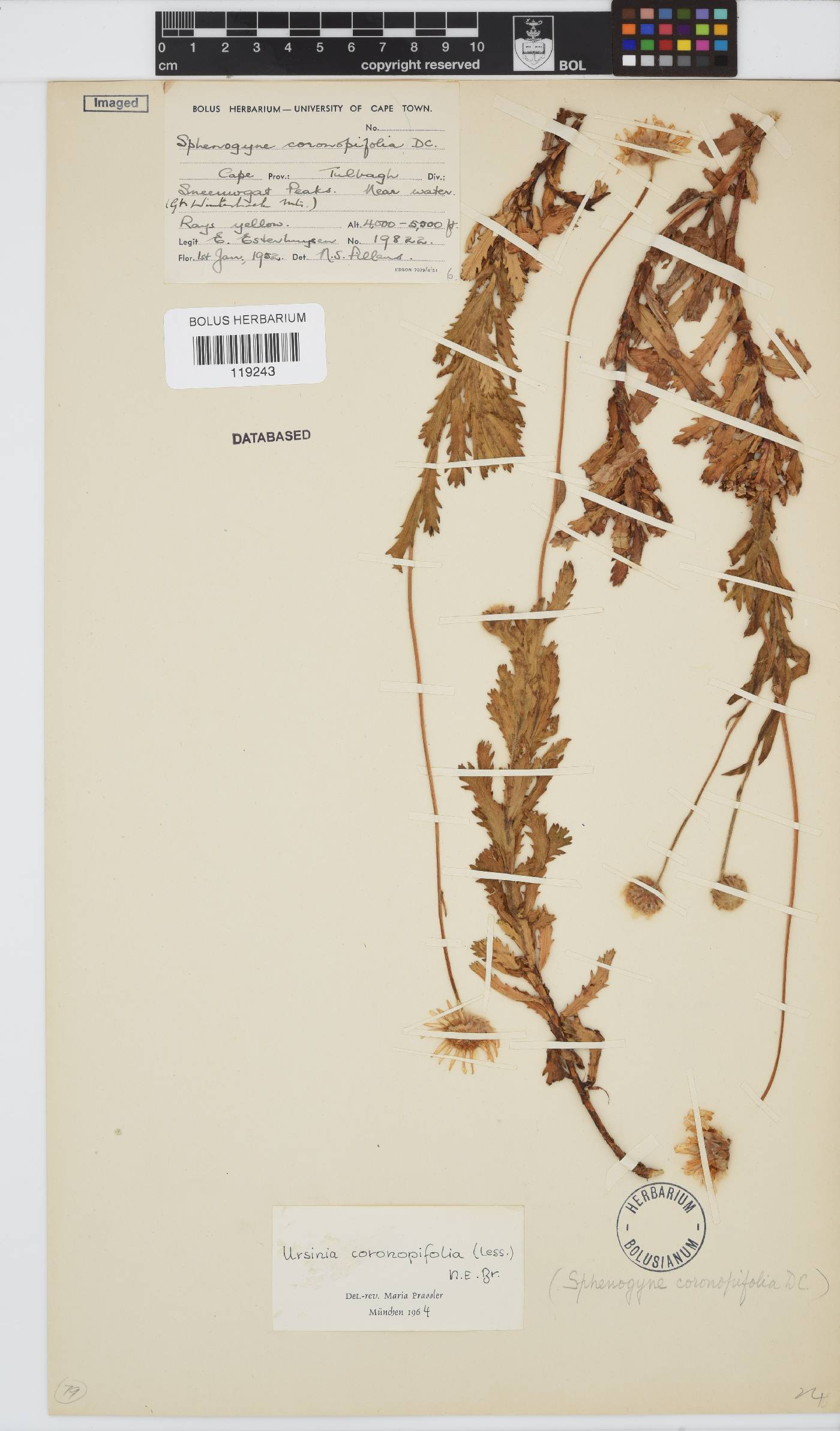 Ursinia coronopifolia image