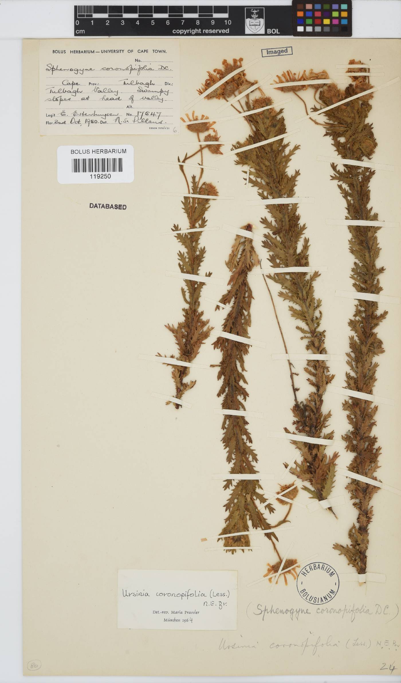 Ursinia coronopifolia image