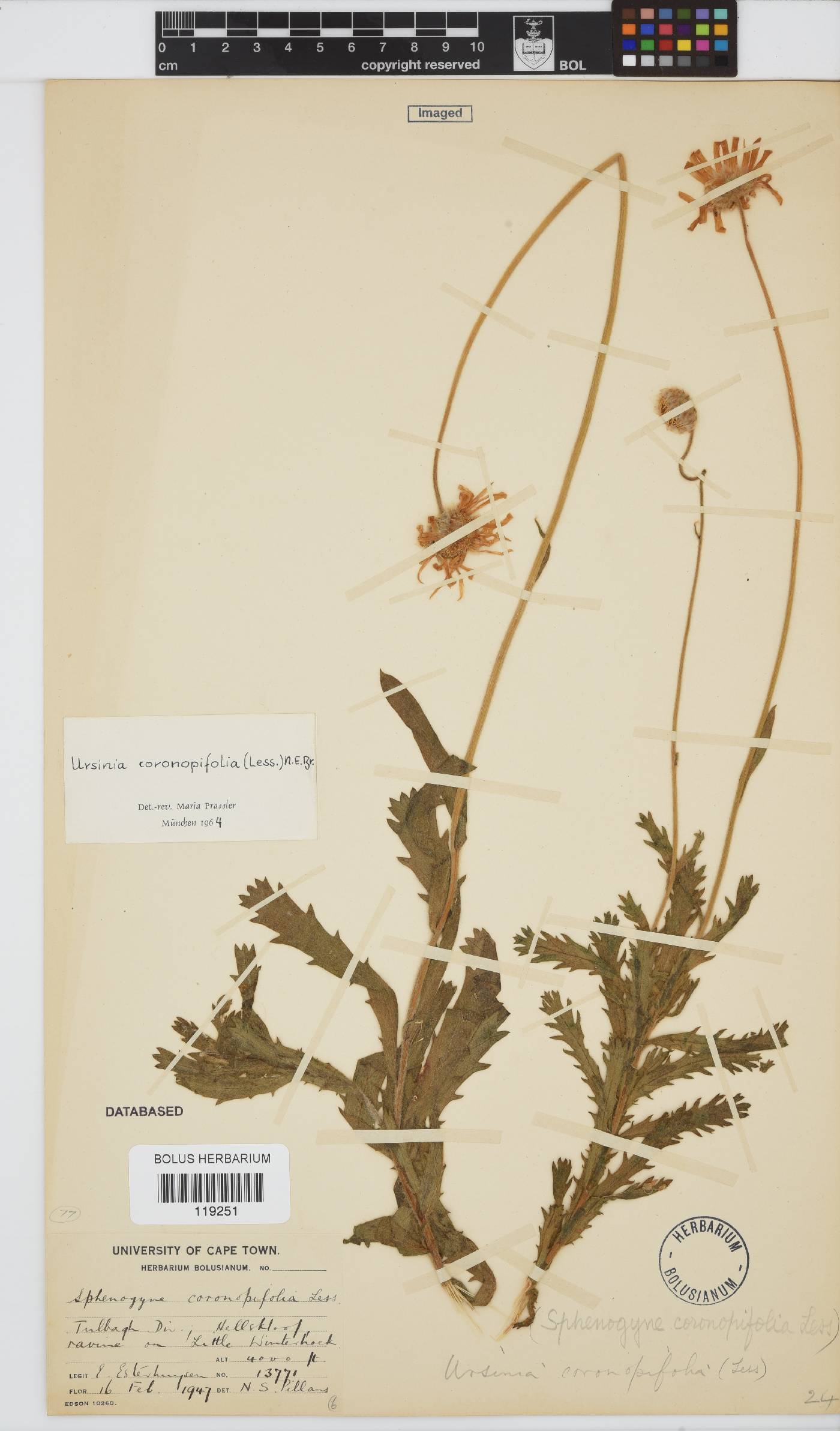 Ursinia coronopifolia image