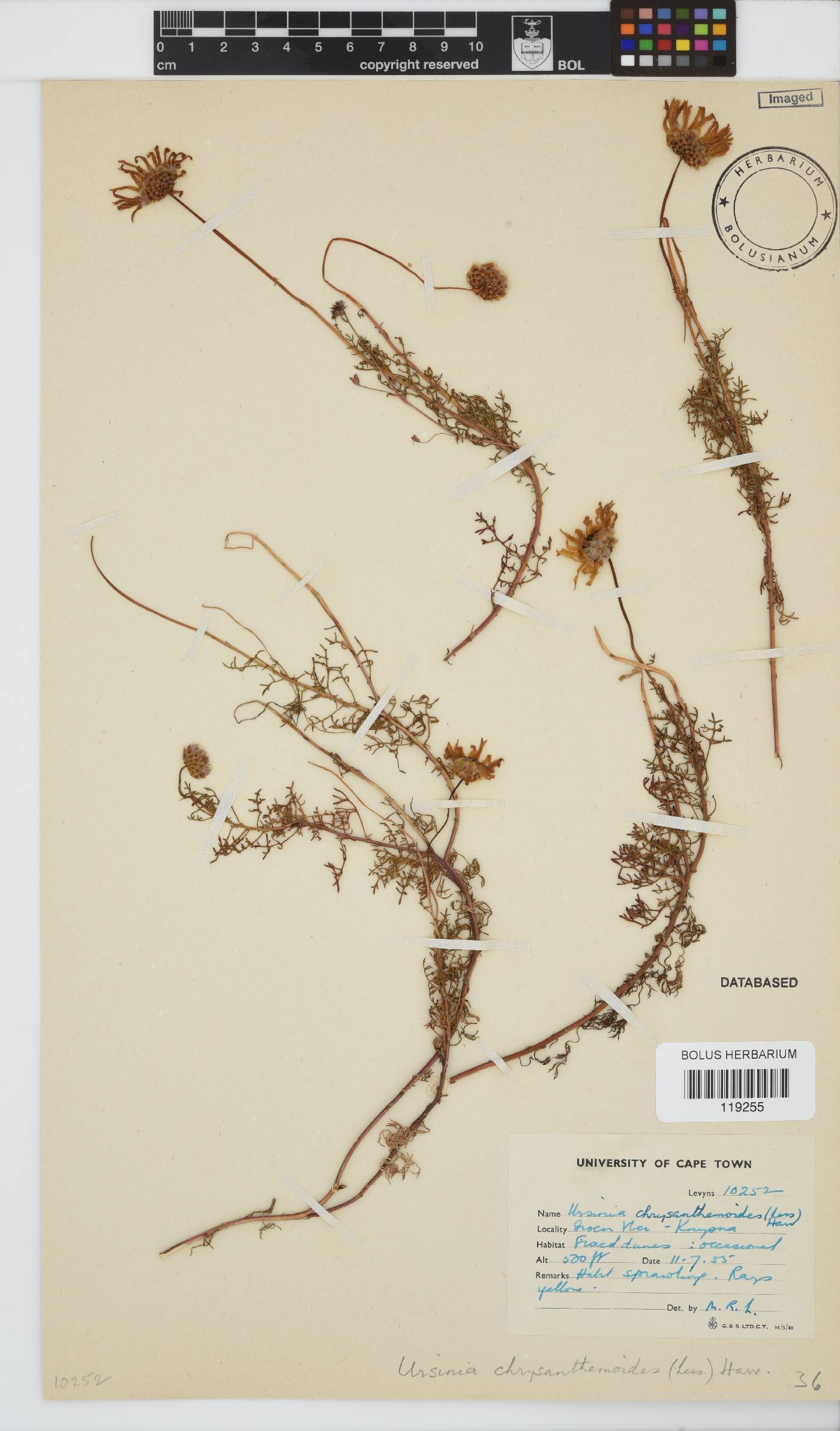 Ursinia chrysanthemoides image