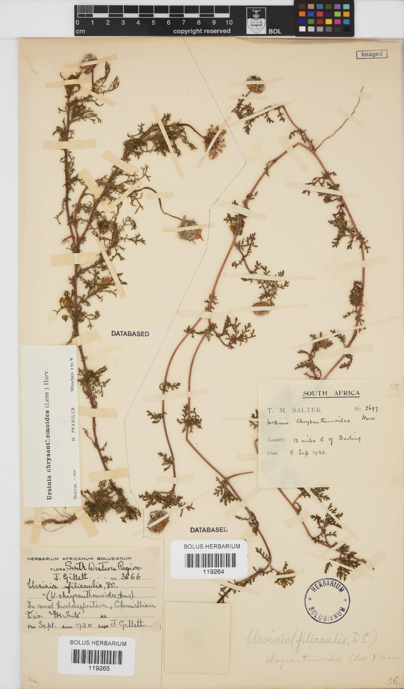 Ursinia chrysanthemoides image