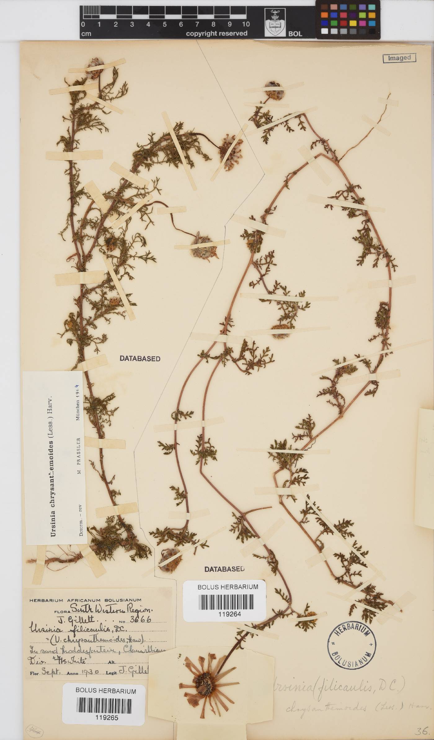 Ursinia chrysanthemoides image