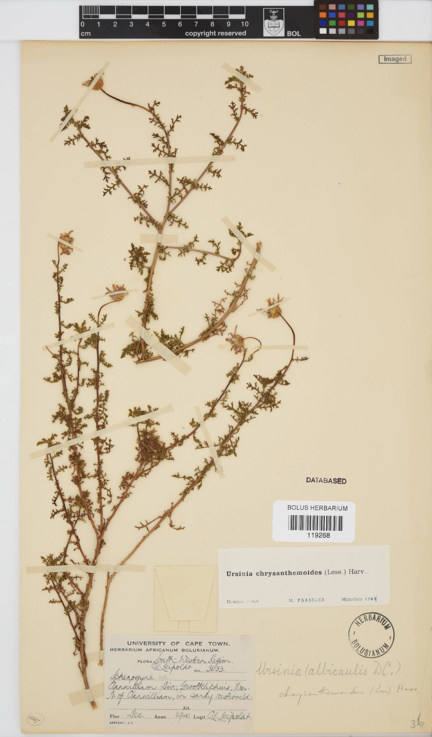 Ursinia chrysanthemoides image