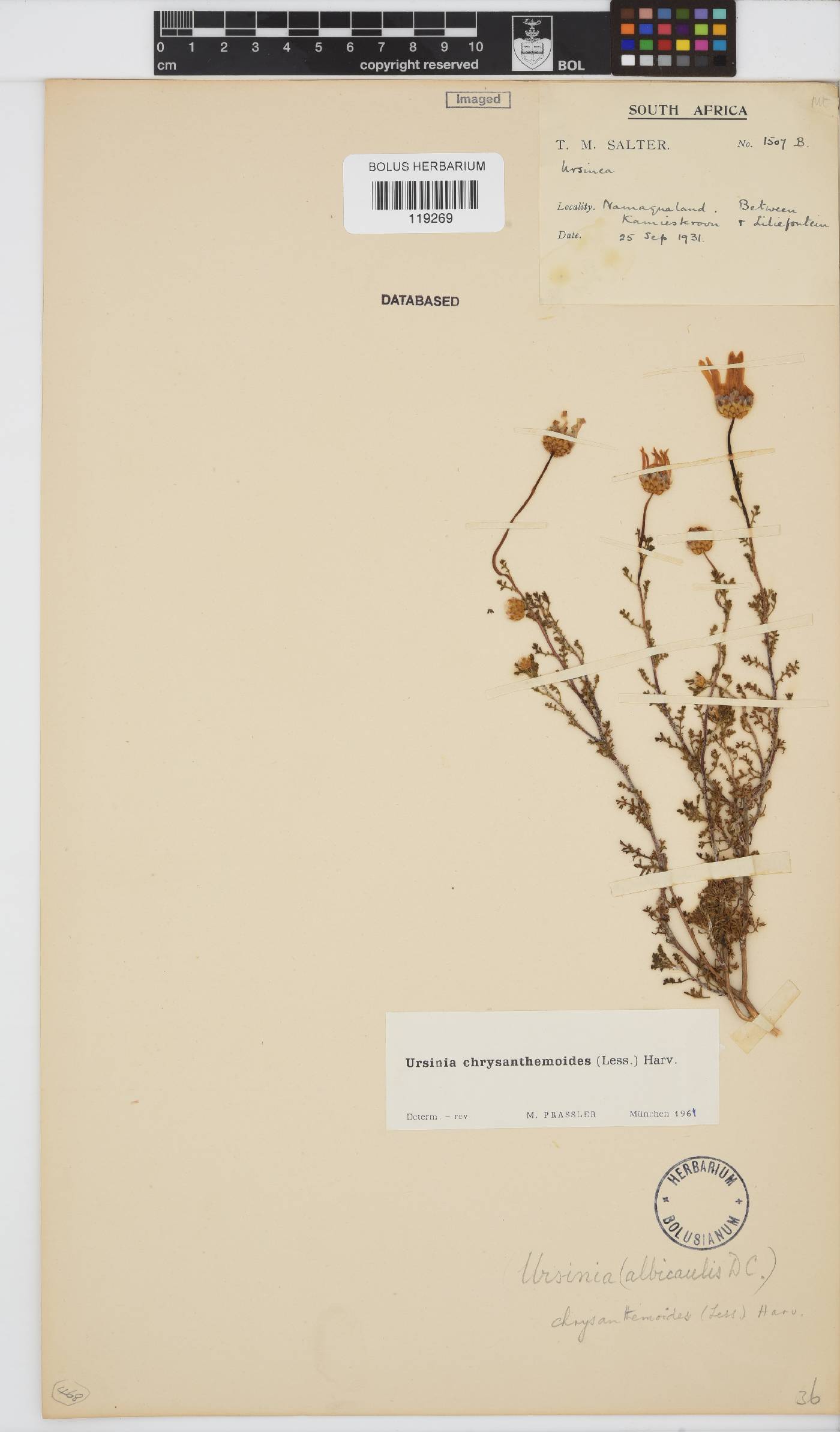 Ursinia chrysanthemoides image