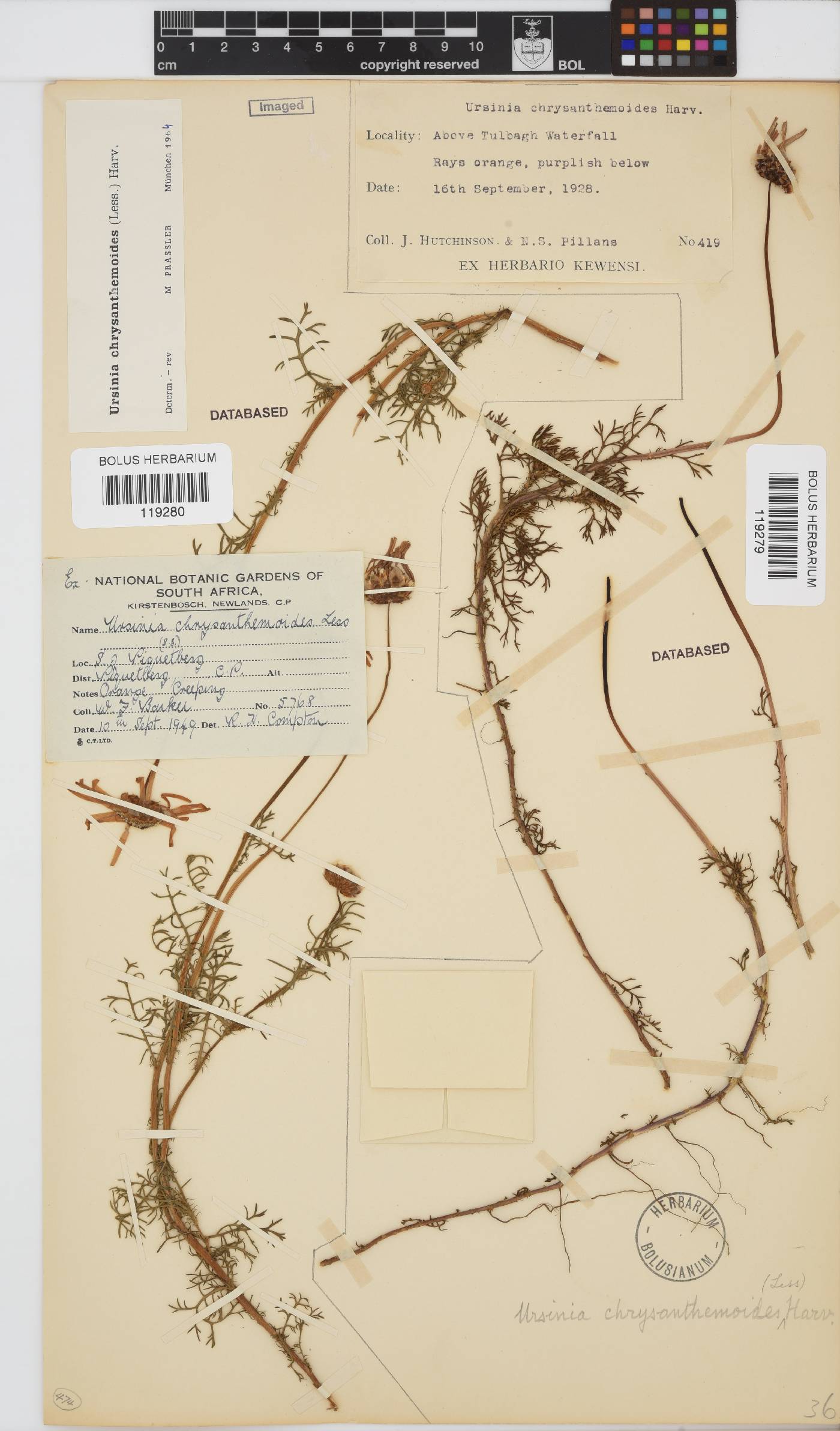 Ursinia chrysanthemoides image