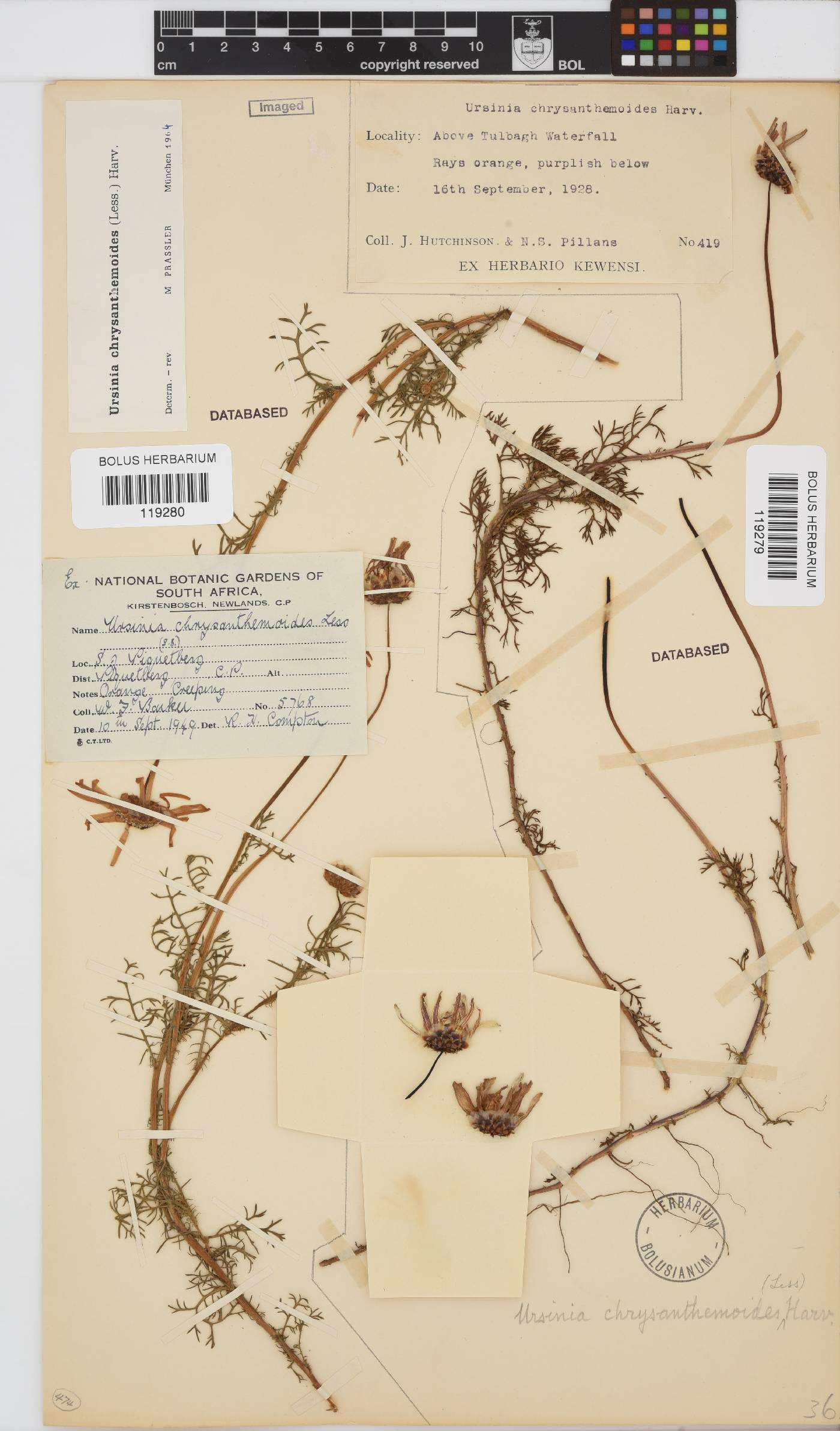 Ursinia chrysanthemoides image