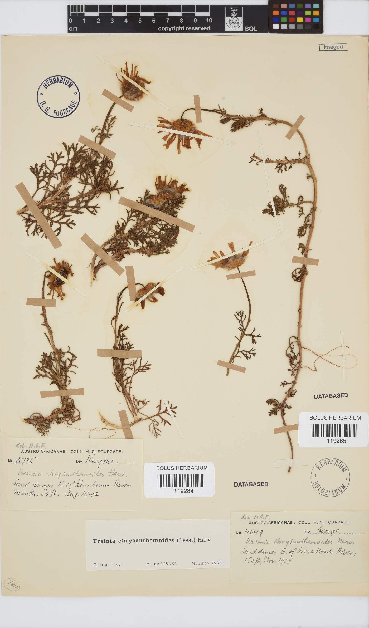Ursinia chrysanthemoides image