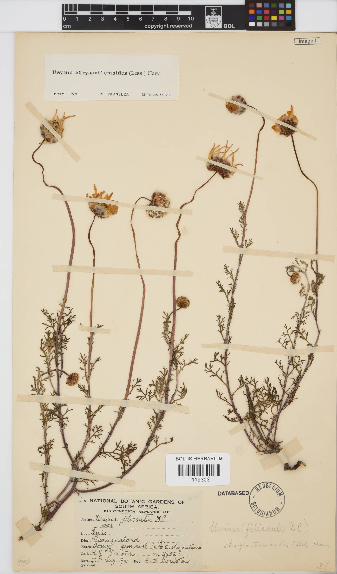 Ursinia chrysanthemoides image