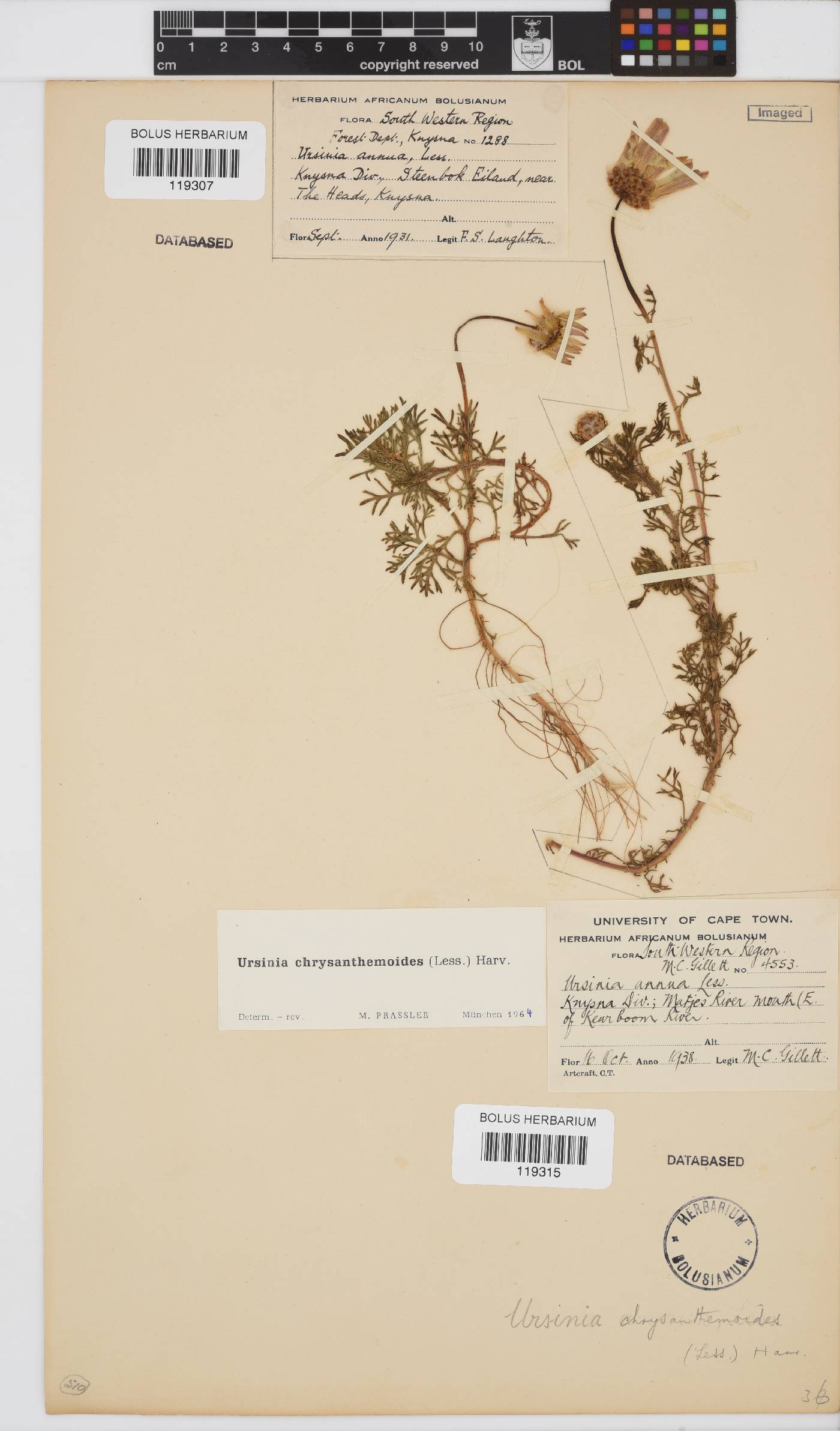 Ursinia chrysanthemoides image