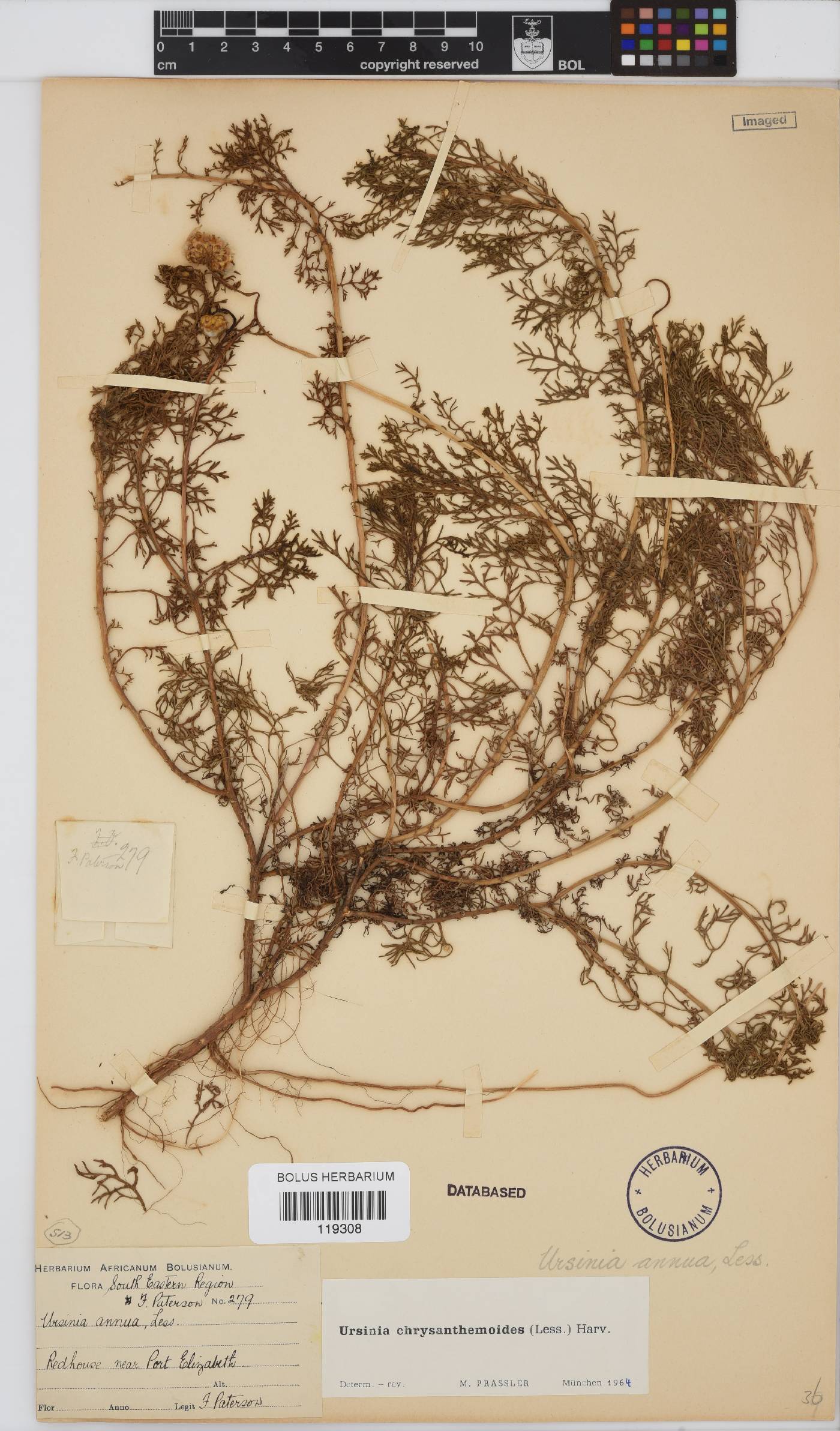 Ursinia chrysanthemoides image