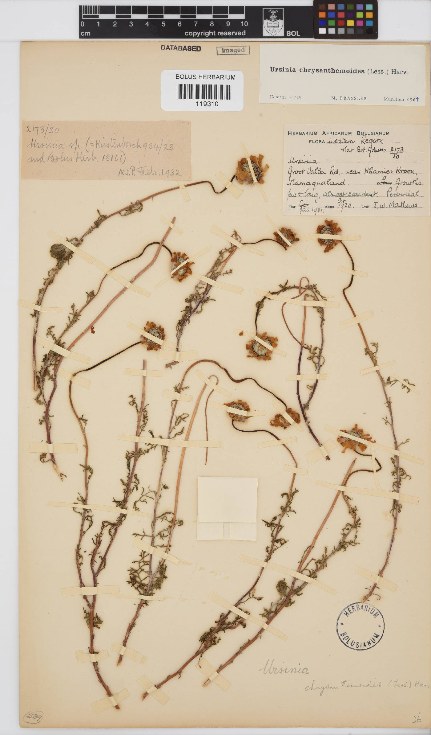 Ursinia chrysanthemoides image