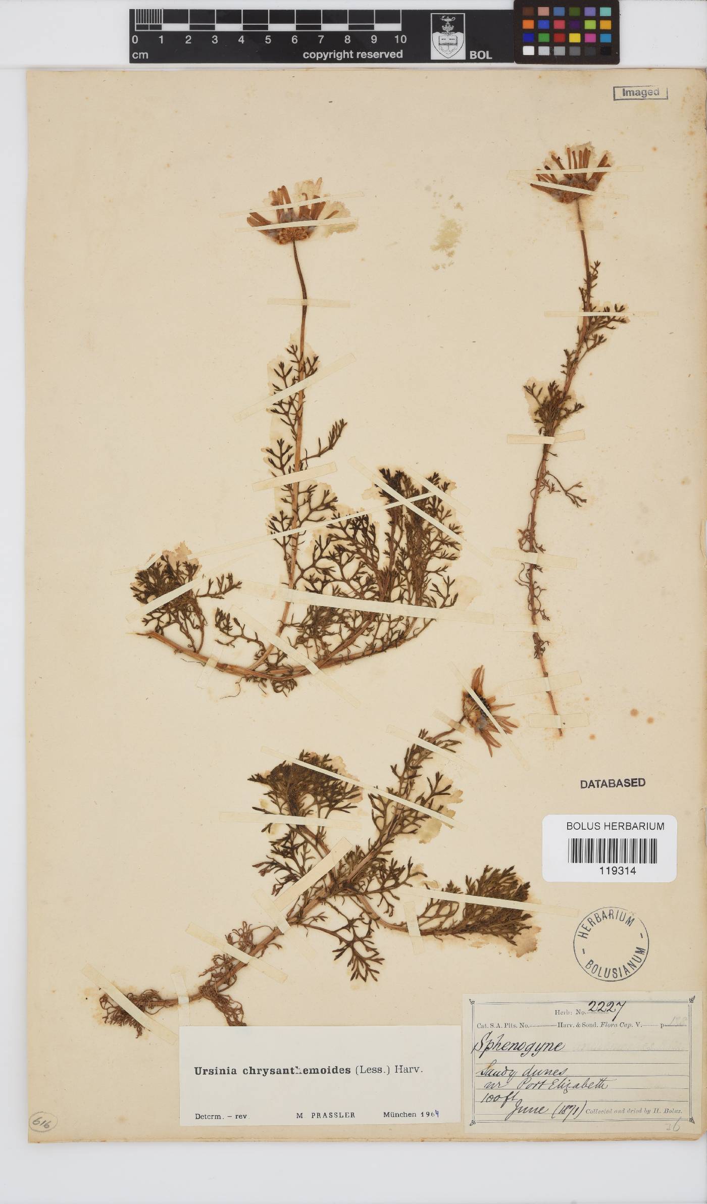 Ursinia chrysanthemoides image