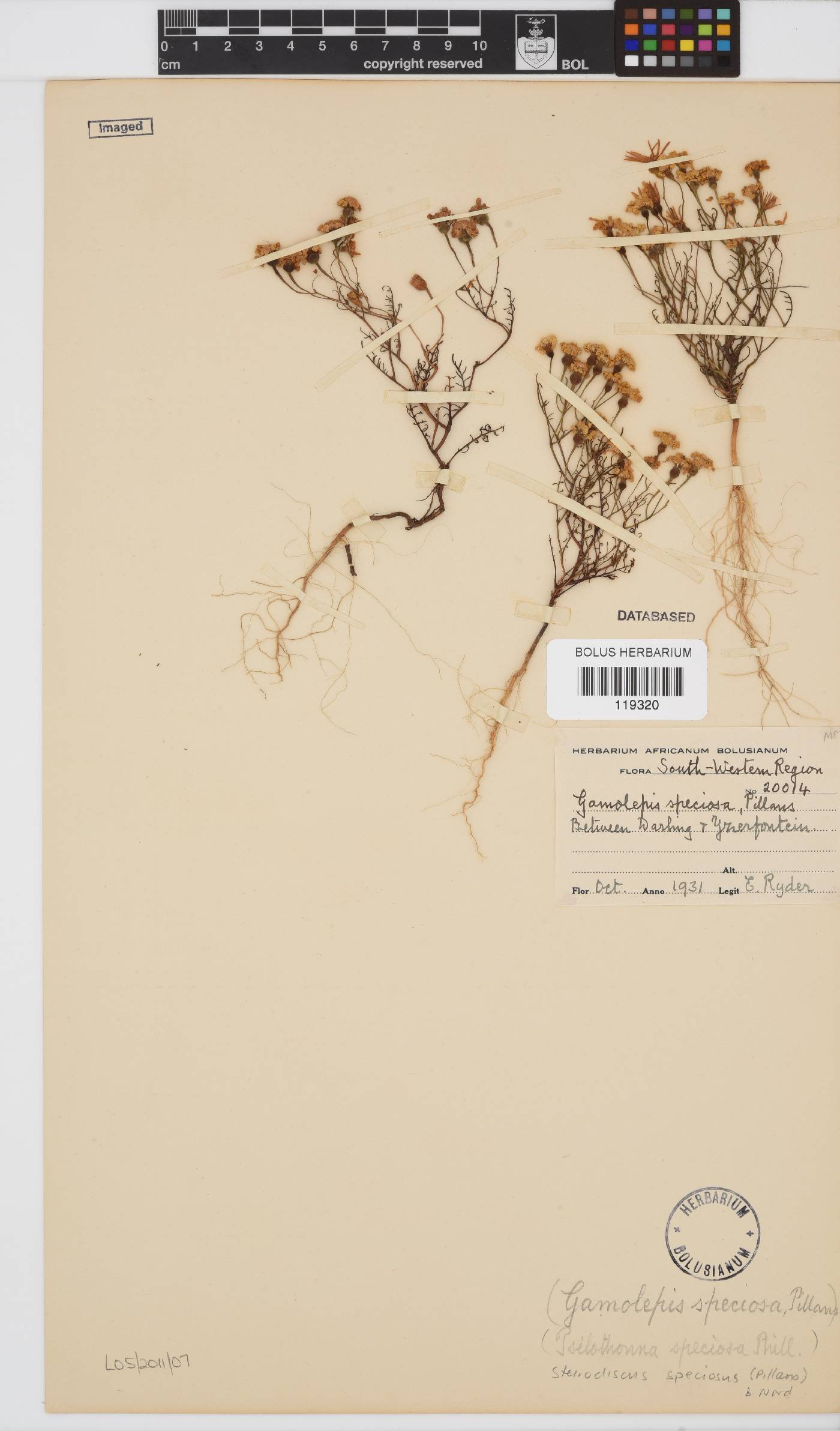 Steirodiscus speciosus image