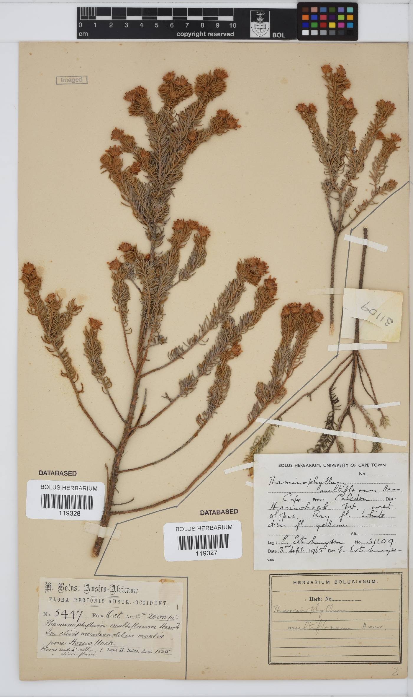 Thaminophyllum multiflorum image