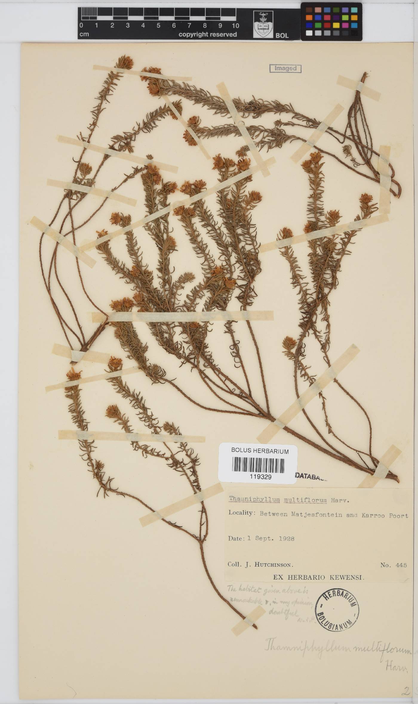 Thaminophyllum multiflorum image