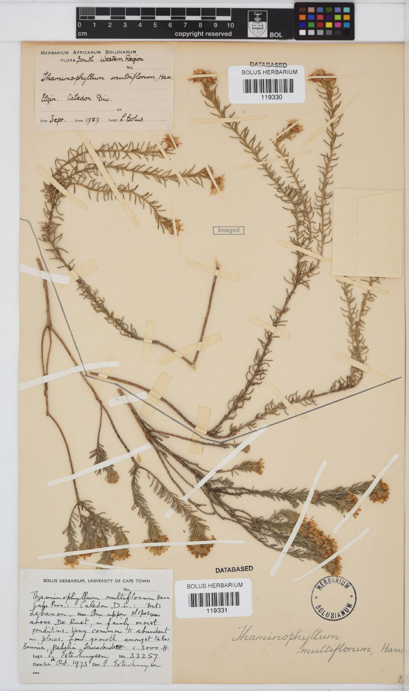 Thaminophyllum image