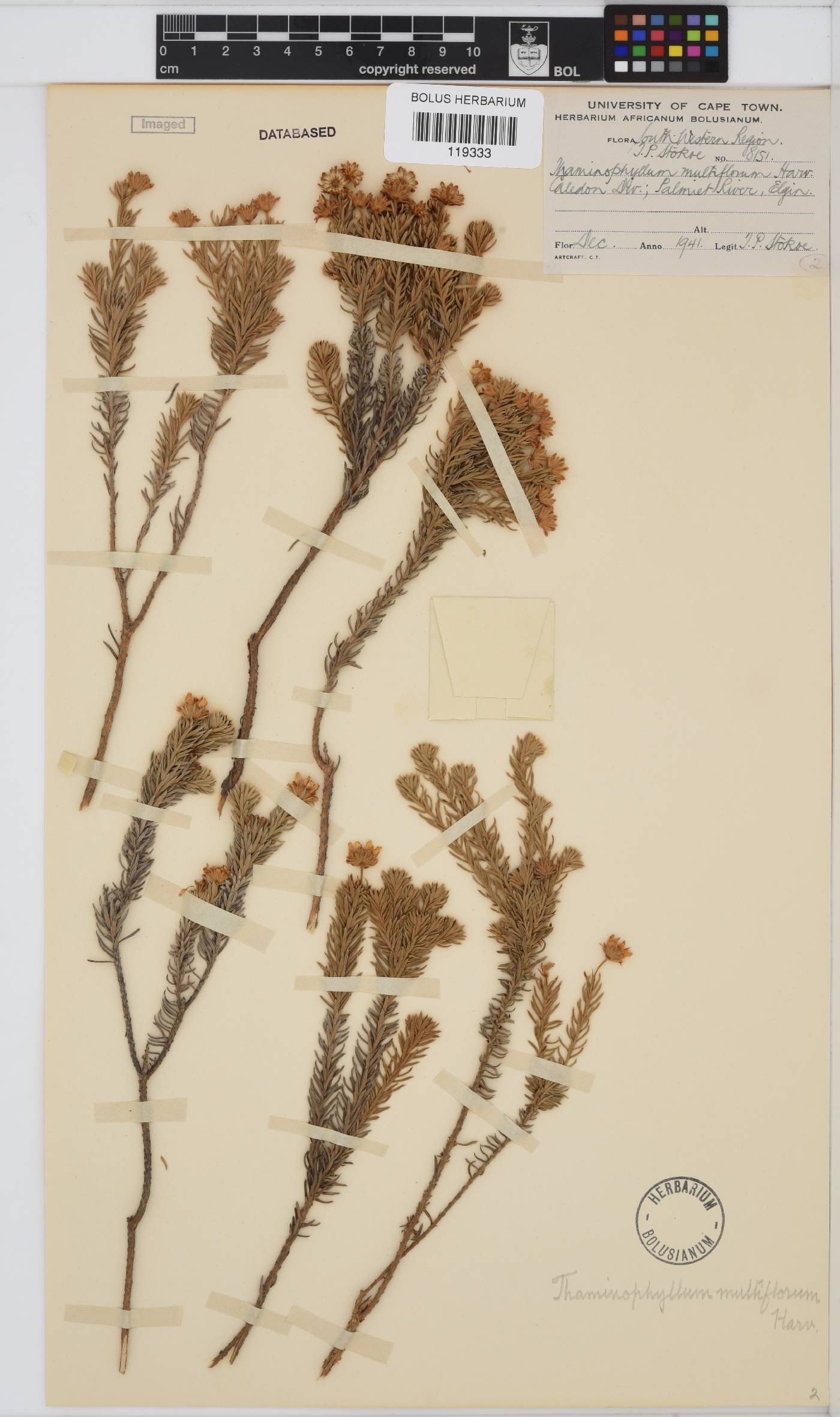 Thaminophyllum multiflorum image