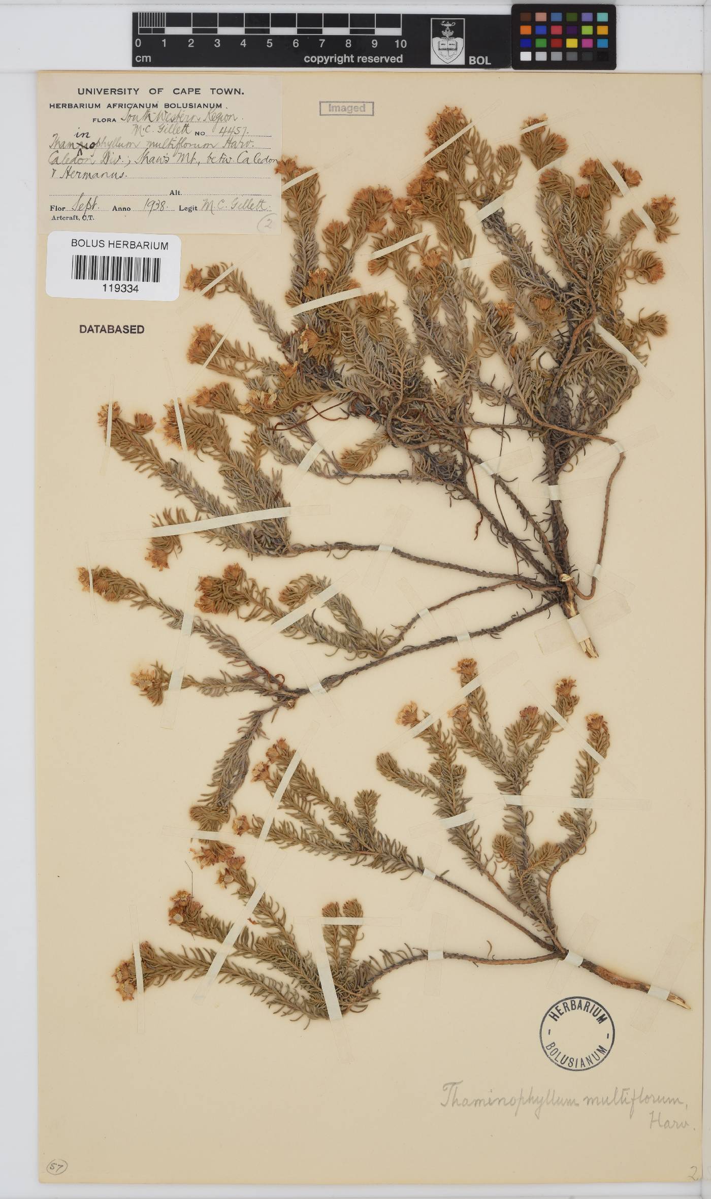 Thaminophyllum multiflorum image