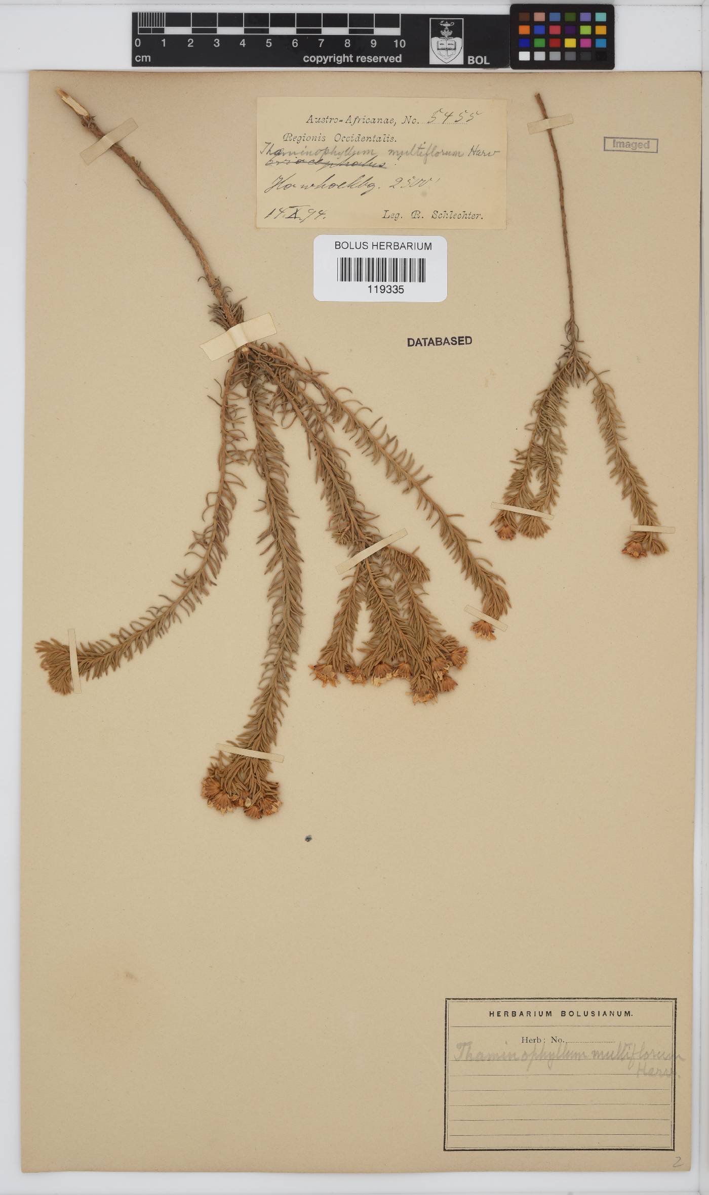 Thaminophyllum multiflorum image