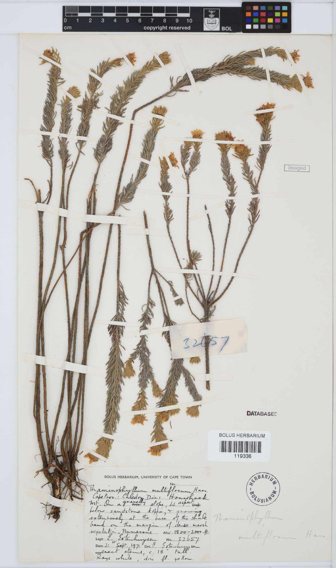 Thaminophyllum multiflorum image