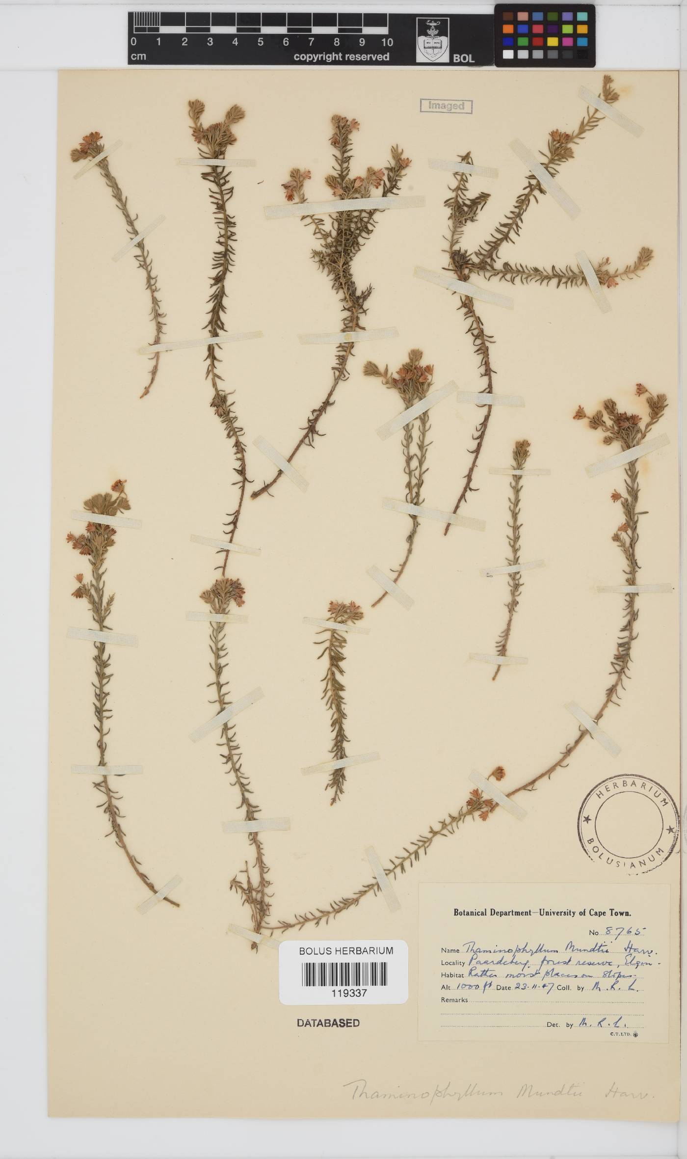 Thaminophyllum mundii image