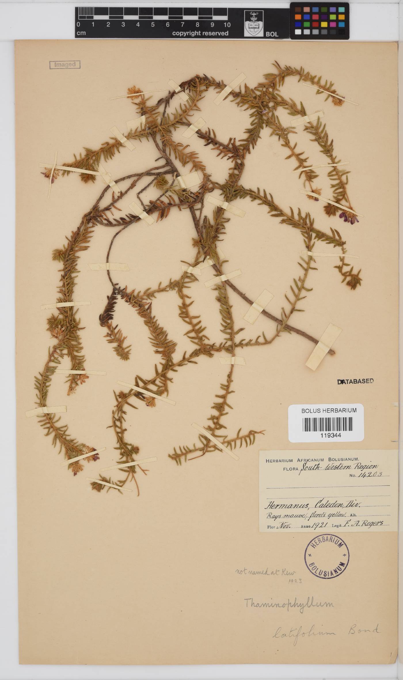 Thaminophyllum latifolium image