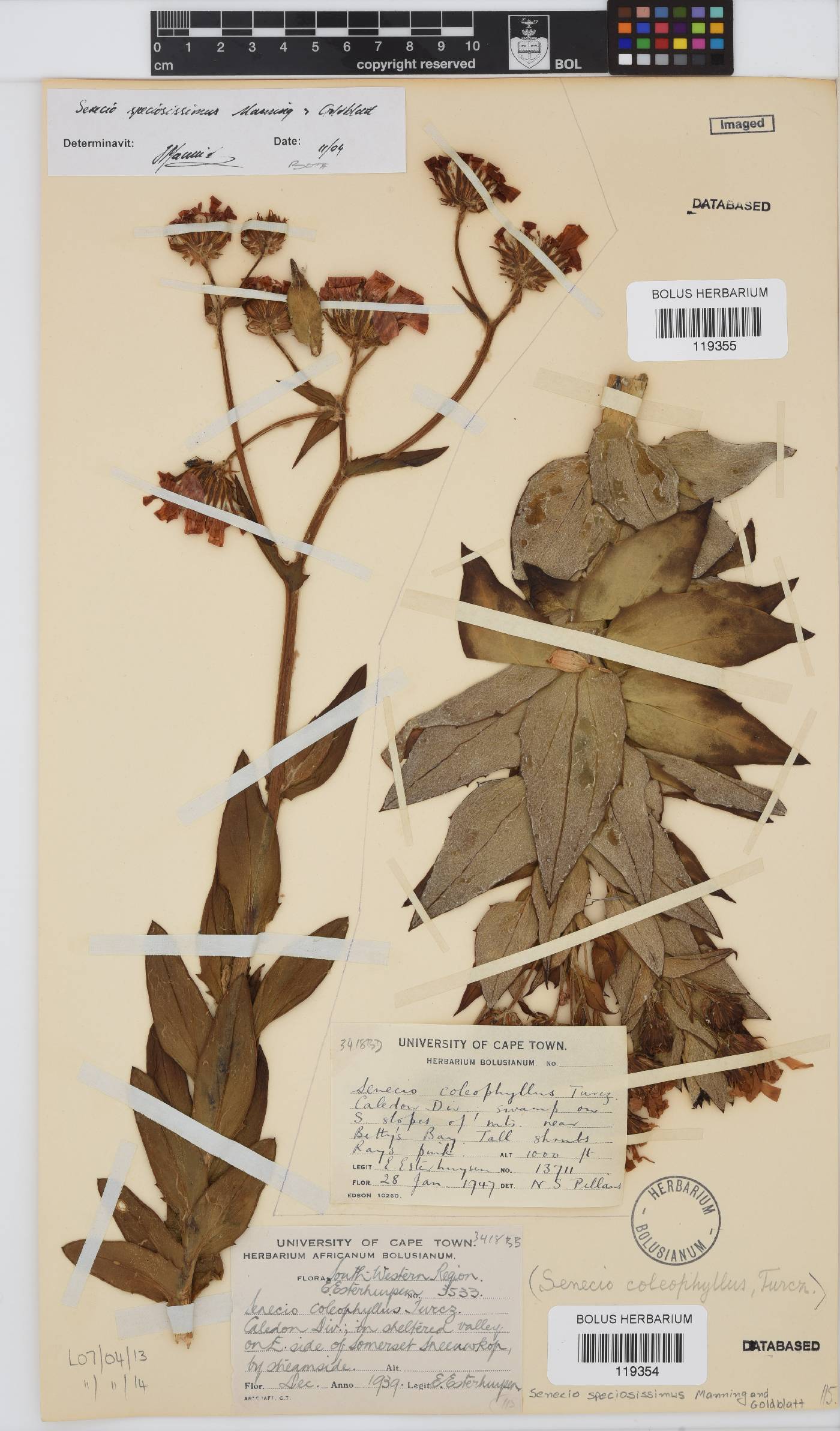 Senecio speciosissimus image