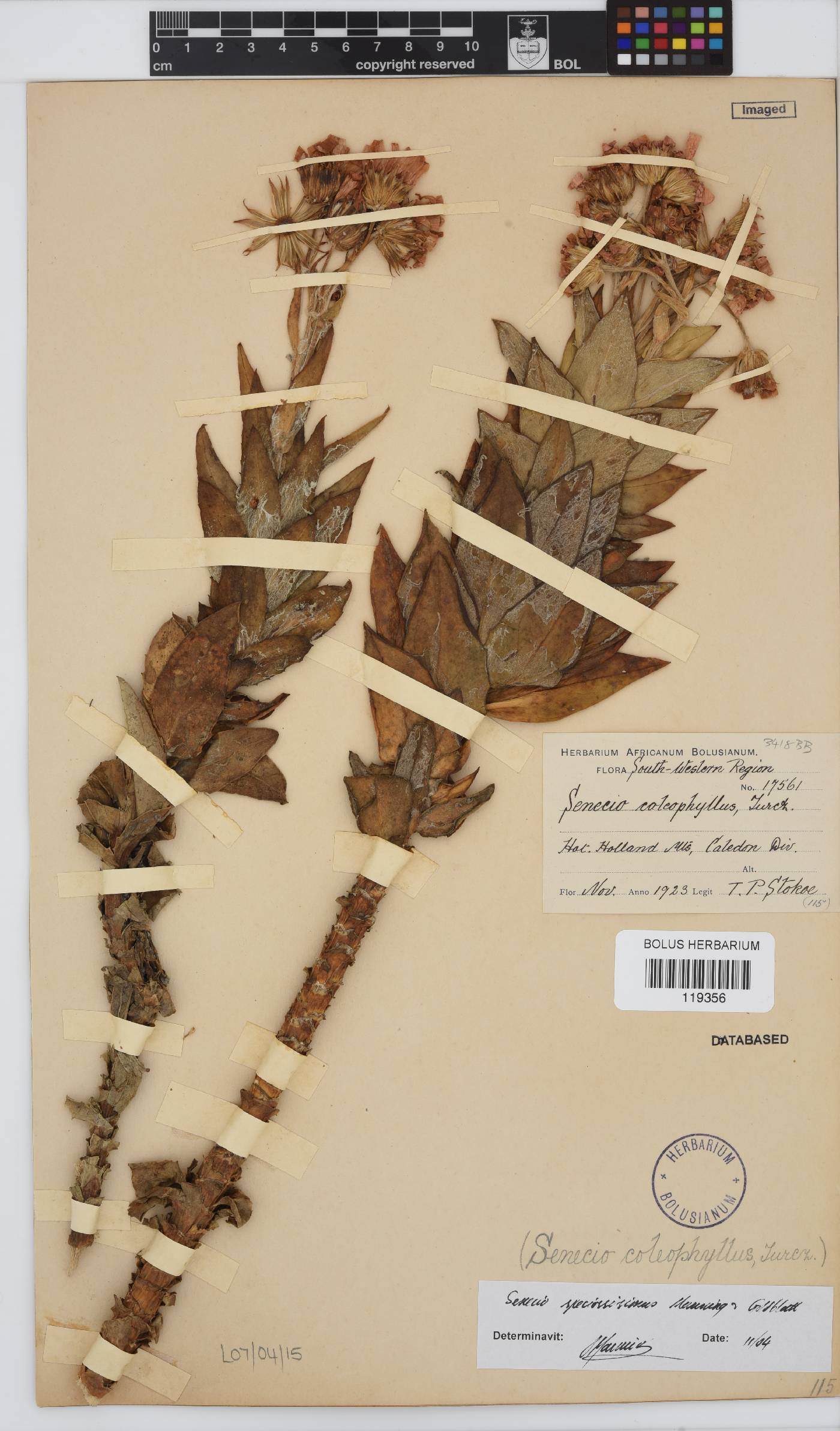 Senecio speciosissimus image