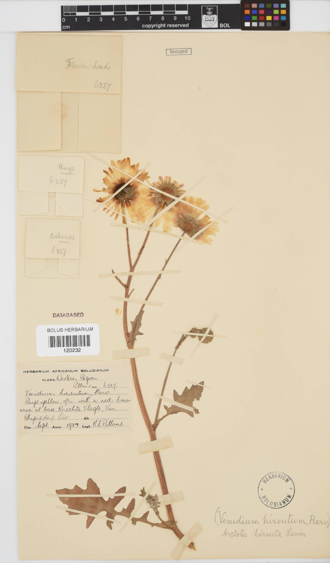 Arctotis hirsuta image