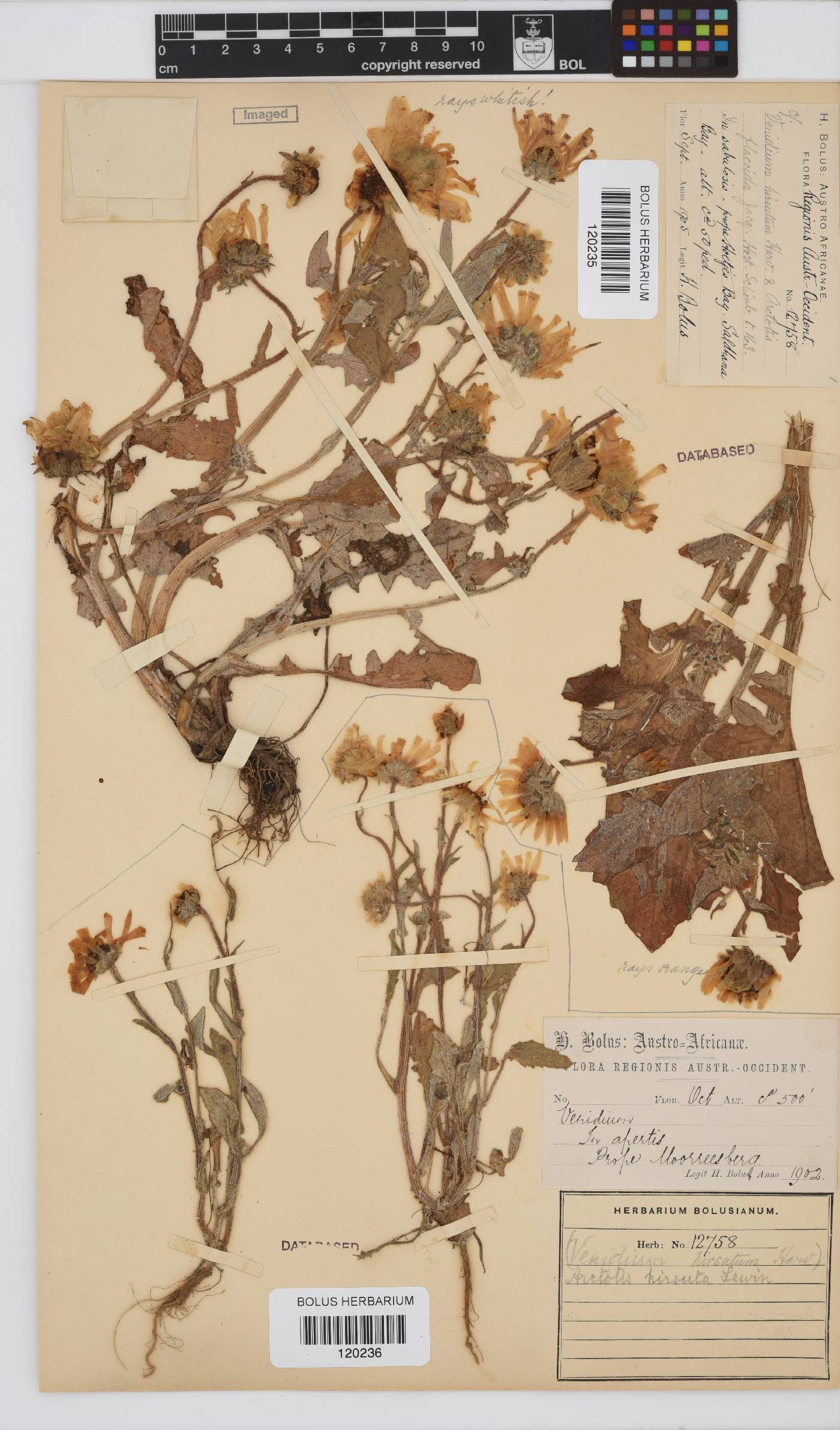 Arctotis hirsuta image