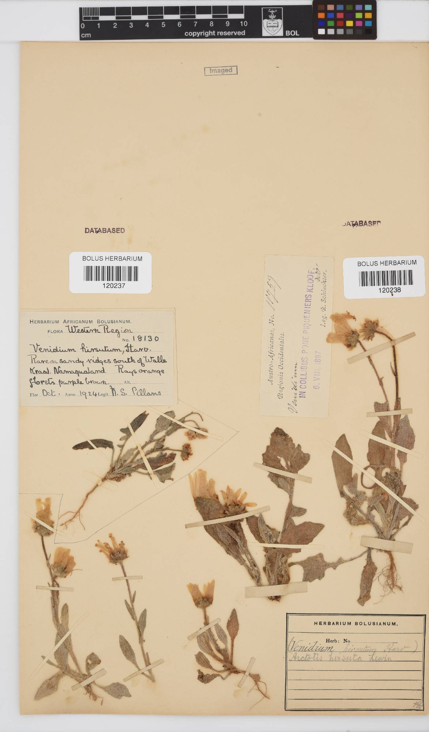 Arctotis hirsuta image
