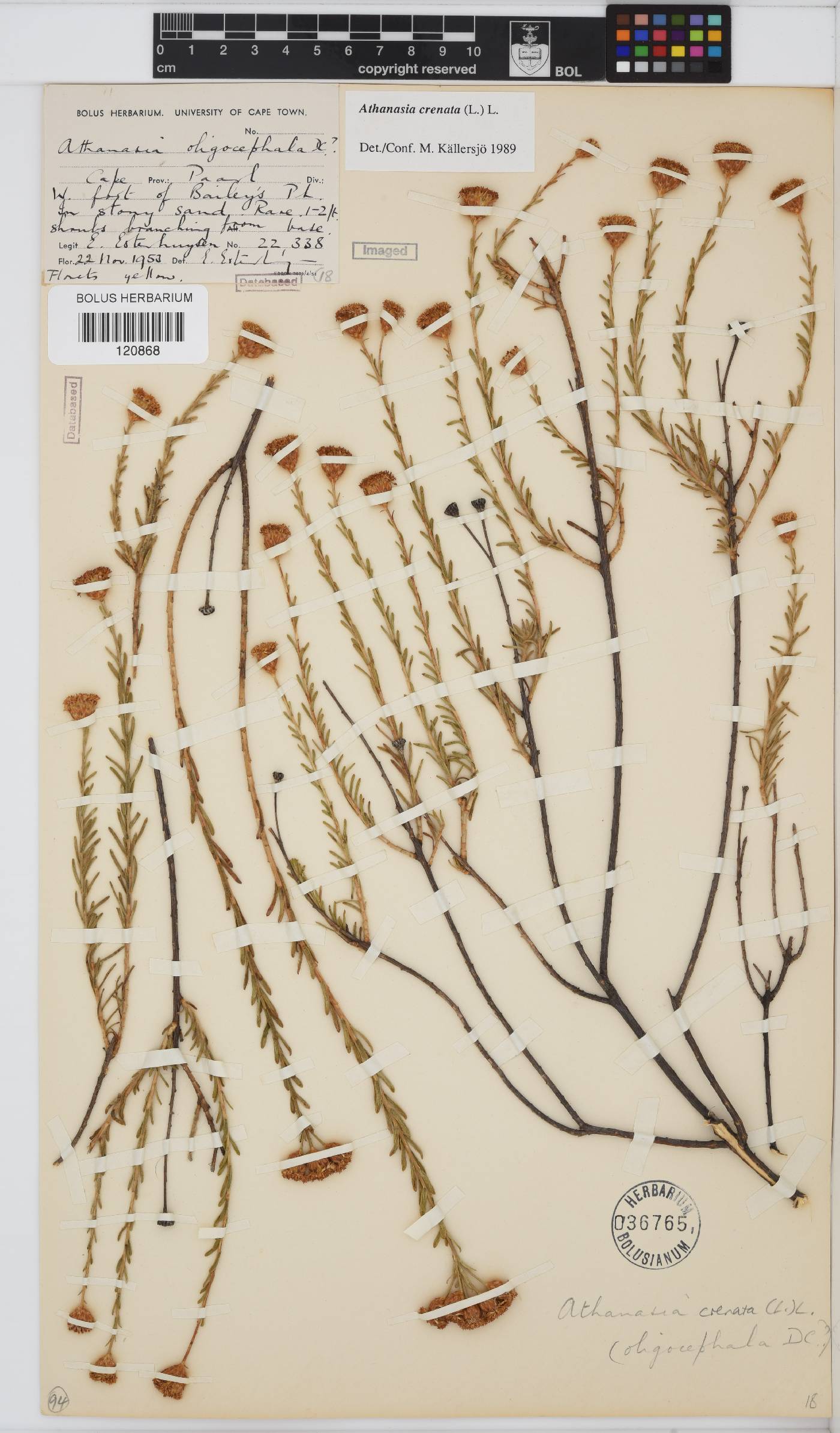 Athanasia crenata image