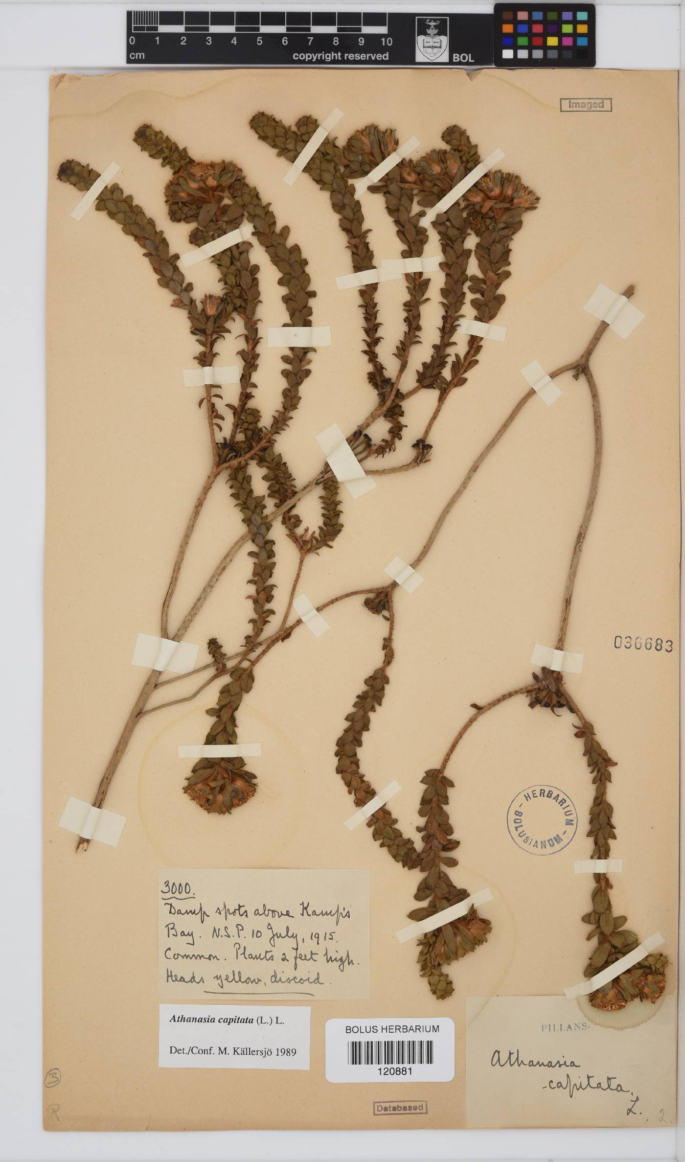 Athanasia capitata image
