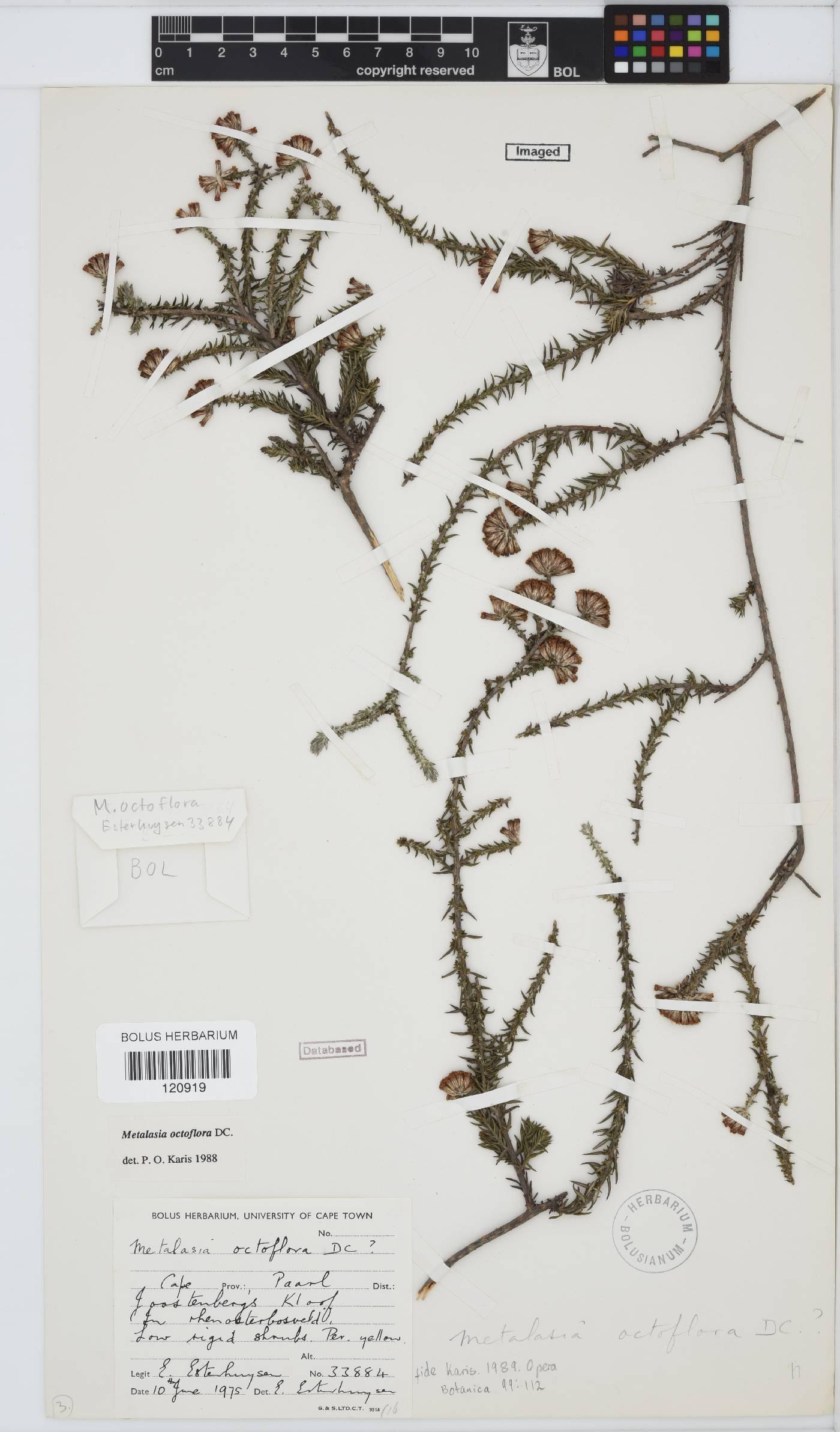 Metalasia octoflora image