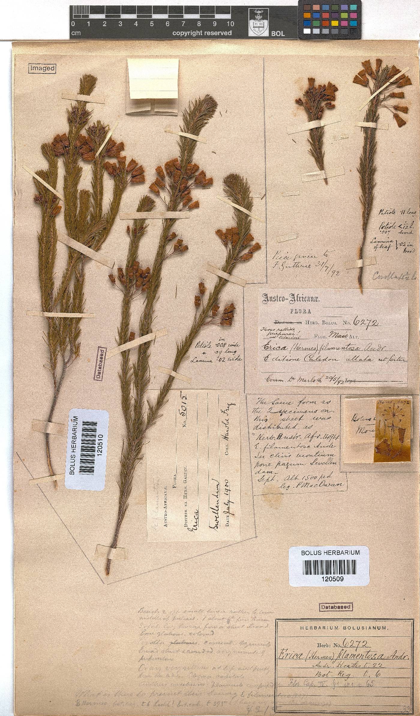 Erica filamentosa image