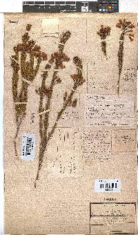 Erica filamentosa image