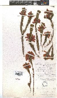 Erica filamentosa image