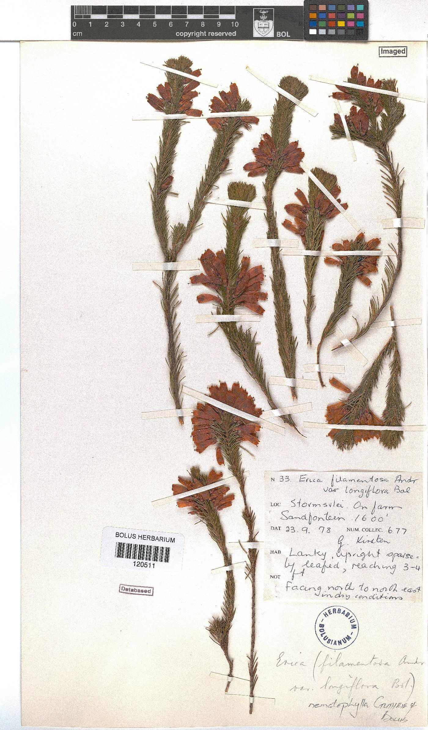 Erica filamentosa image