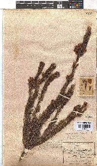 Erica nematophylla image