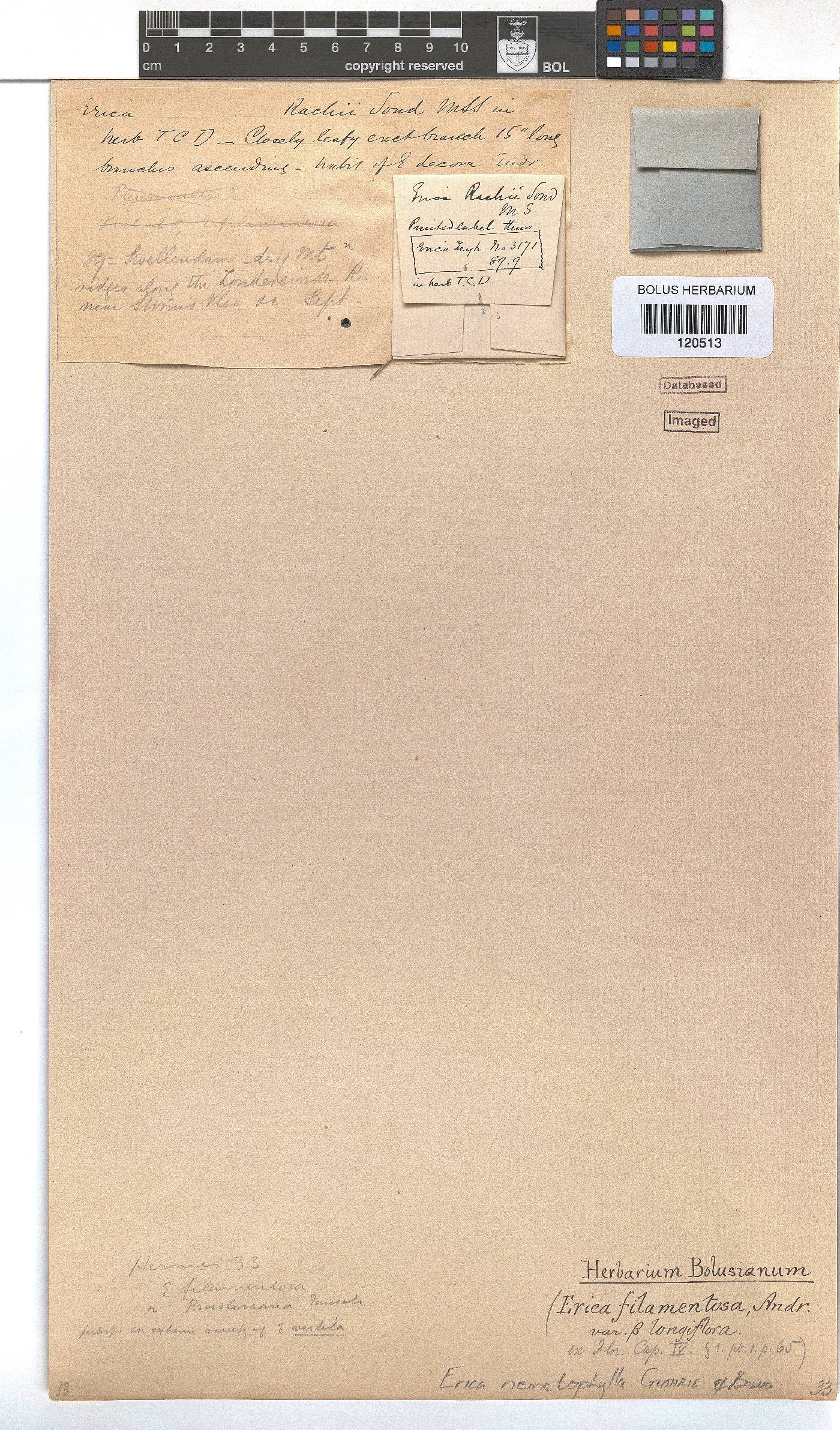 Erica filamentosa image